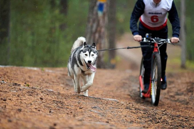 Är Det Lagligt Att Cykla Med En Hund Springande Bredvid Dig?